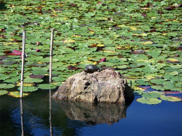 ryoanji temple turtle