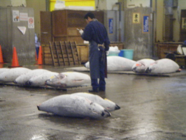 fish market