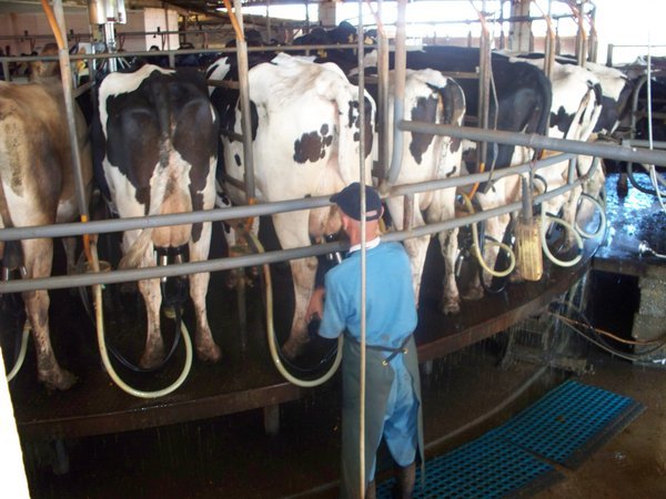 cows getting milked Photo