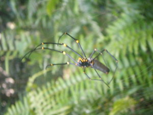 golden orb spider at babinda
