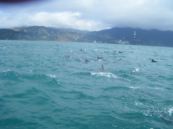 dolphin swim
