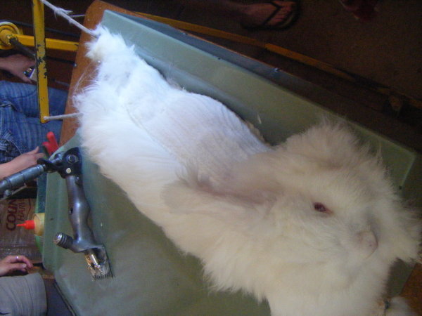 rabbit shearing