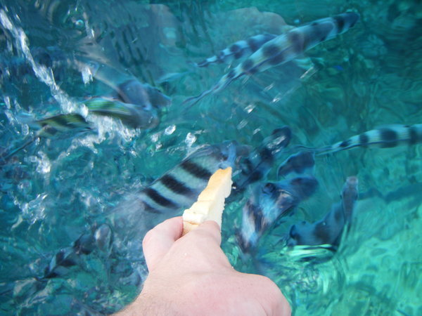 fish feeding