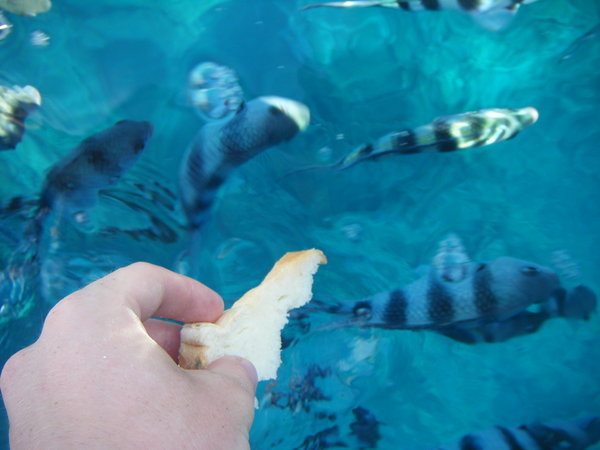 fish feeding