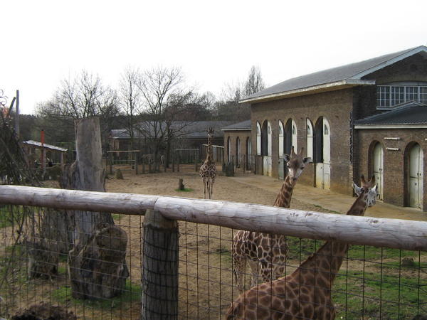 giraffes 