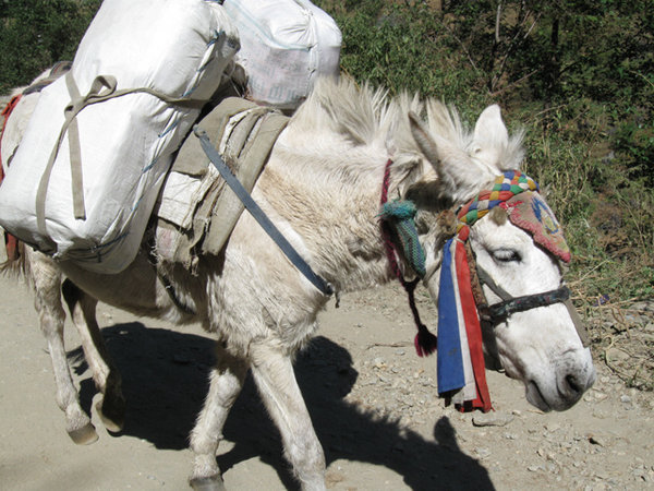 Horse carrying apples from Marpha