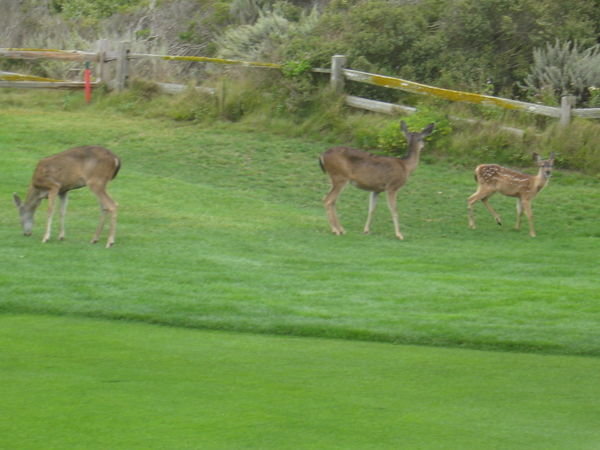 Deer on the Golf Course