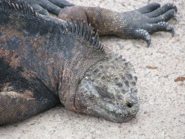 Marine iguana, Santa Cruz