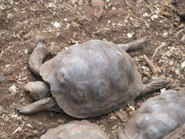 Baby tortoise, Santa Cruz