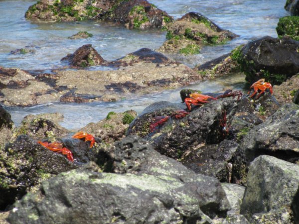 Crabs, Cerro Dragon, Santa Cruz