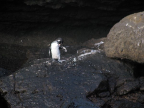 Galapagos penguin, Bartoleme