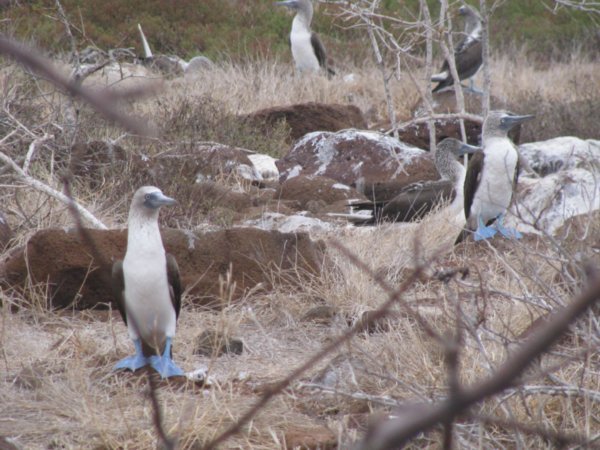 Blue-footed boobies, North Seymour