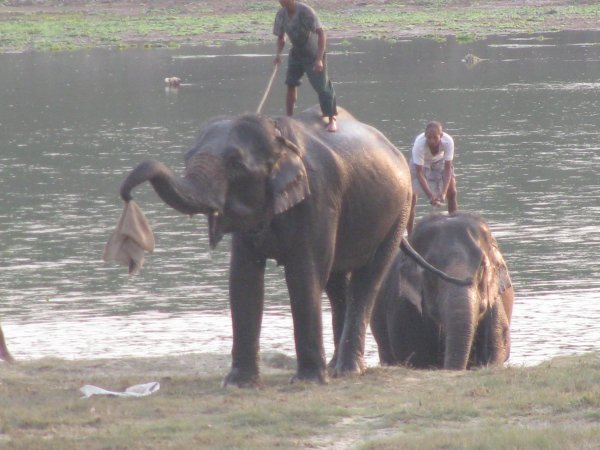 Elephants after a bath, Chitwan