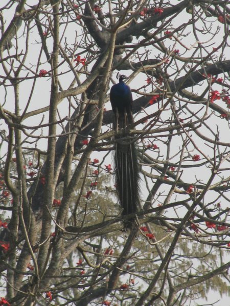 Peacock in a cotton tree, Chitwan
