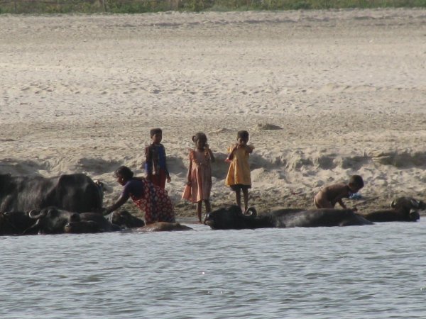 Bathing the water buffalo in the Ganges