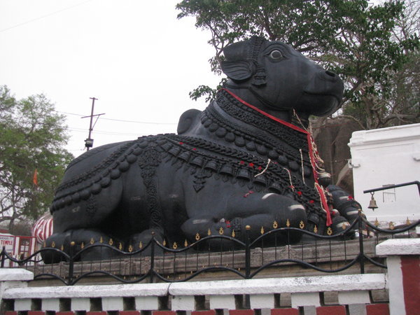 India's largest Nandi bull, Mysore