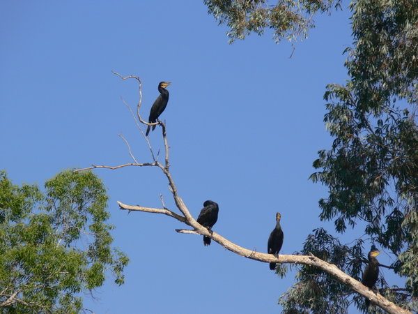 black cormorants at Katherine