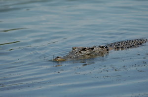 croc on yellow water