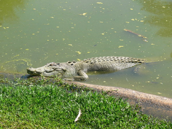 Brad the croc