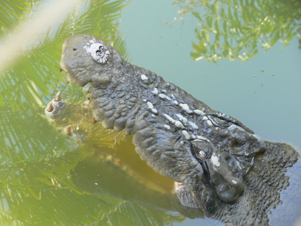 Harold the croc
