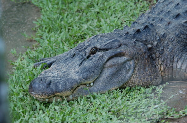 A BIG Alligator