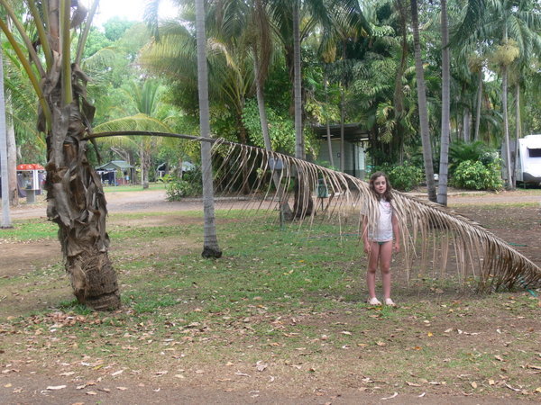 Mima and the palm tree