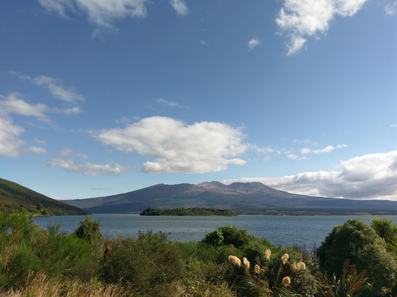 Natur 6 auf dem Rückweg von Whanganui nach Paeroa