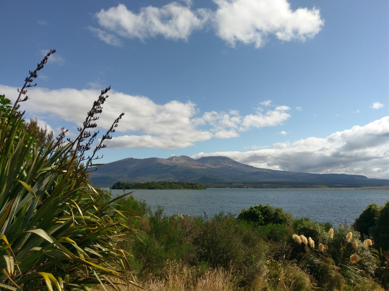 Natur 8 auf dem Rückweg von Whanganui nach Paeroa