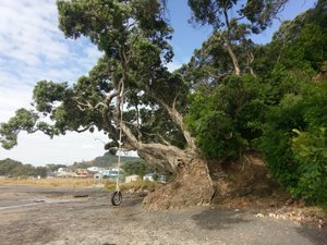 EIn grandioser Baum am Strand von Waihi Beach