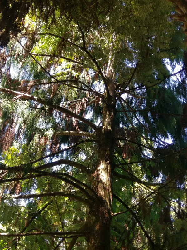 Schöne Baumstruktur