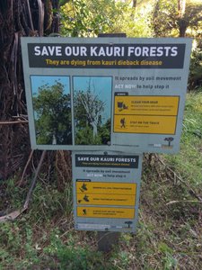 Aufklärungsschild zu dem Kauri-Problem