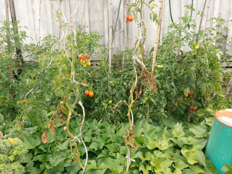 Tomaten im Garten