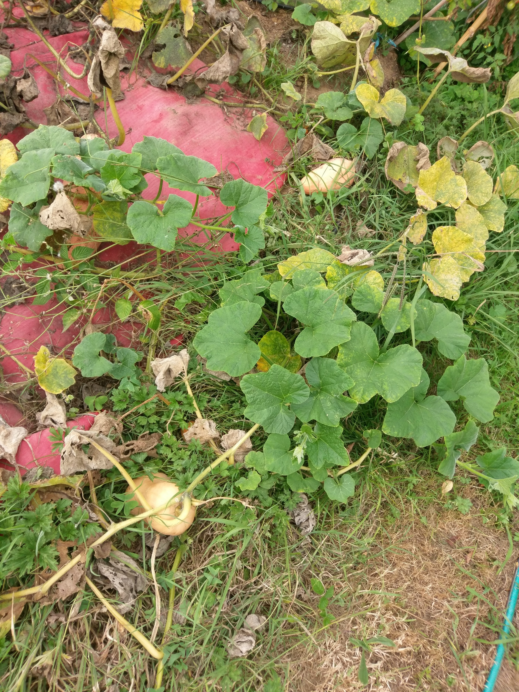 Kürbisse im Garten | Photo