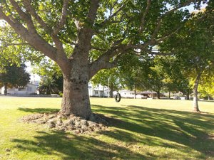 In Waihi angekommen - wieder ein Schaukelbaum