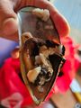 Frische Mussels/Muscheln 20240204
