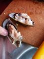 Frische Mussels/Muscheln 20240204