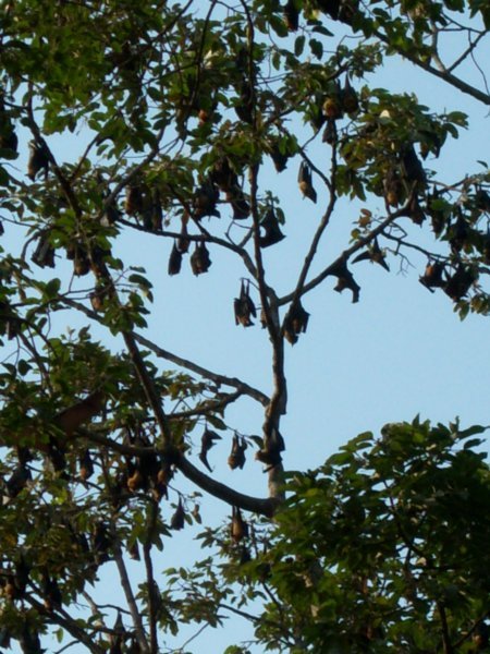 Bats in the trees - Siam Reap