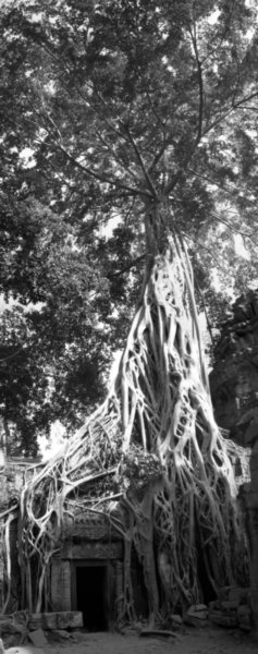 Tomb raider tree
