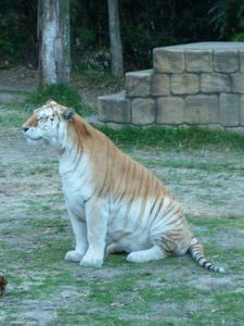 Golden Bengal Tiger