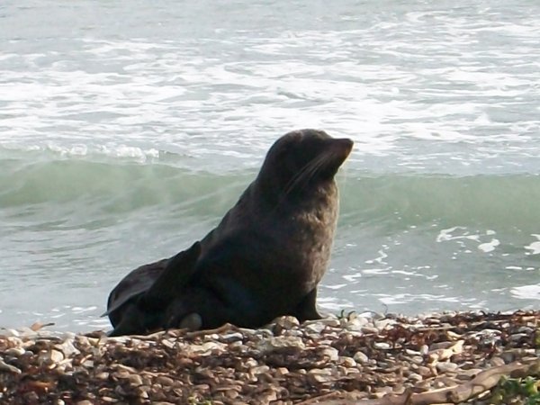 Seal close up