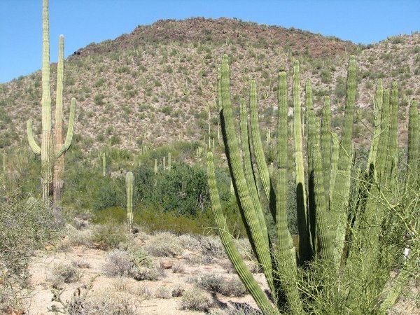 rechts vorne ein Organ Pipe, links hinten ein Seguaro Kaktus