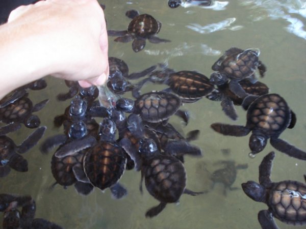 feeding the 5 day old turtles