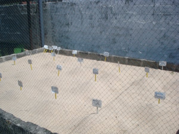 turtle eggs waiting to hatch