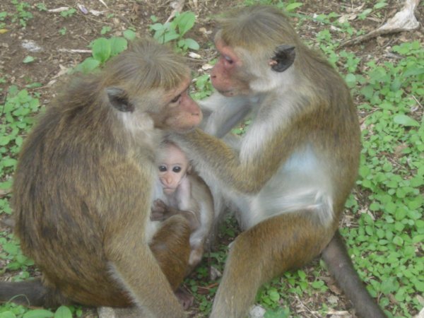 Dambulla monkey family