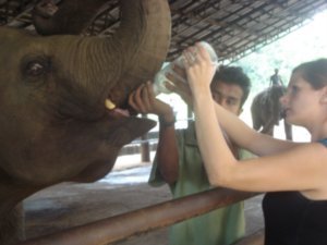 fedding the baby elephant