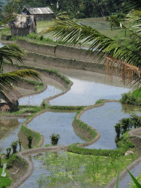 Terraced Irrigation