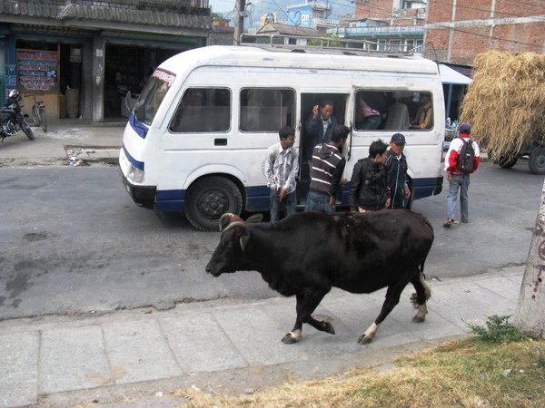 Street Cow