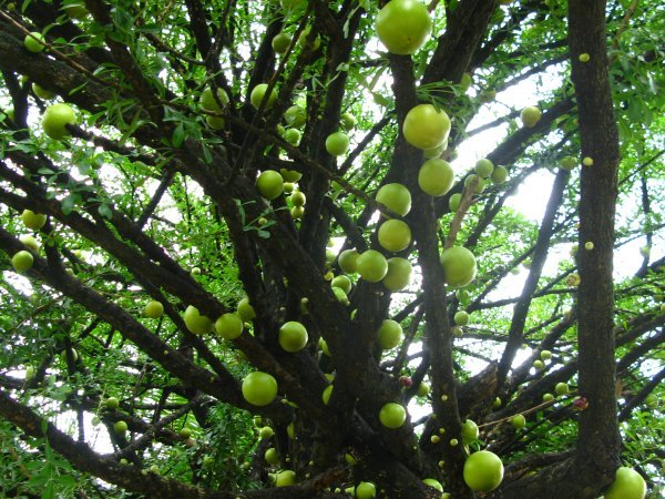 Jicaro Tree