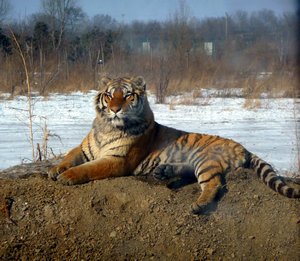 Harbin Siberian Tiger Park