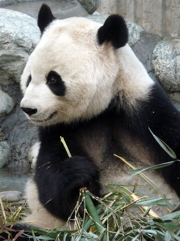 Pandas - Chengdu